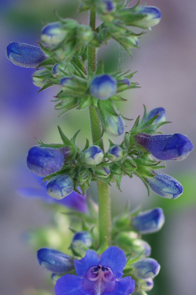 Grand Mesa Beardtongue